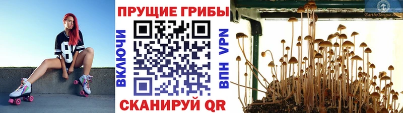 Галлюциногенные грибы ЛСД  сколько стоит  Коломна 